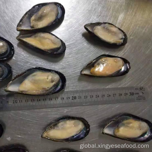 New Zealand Mussels Frozen Half Shell Mussels Manufactory